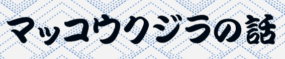 マッコウクジラの話